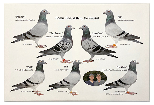 Een canvasprint met prijswinnende duiven